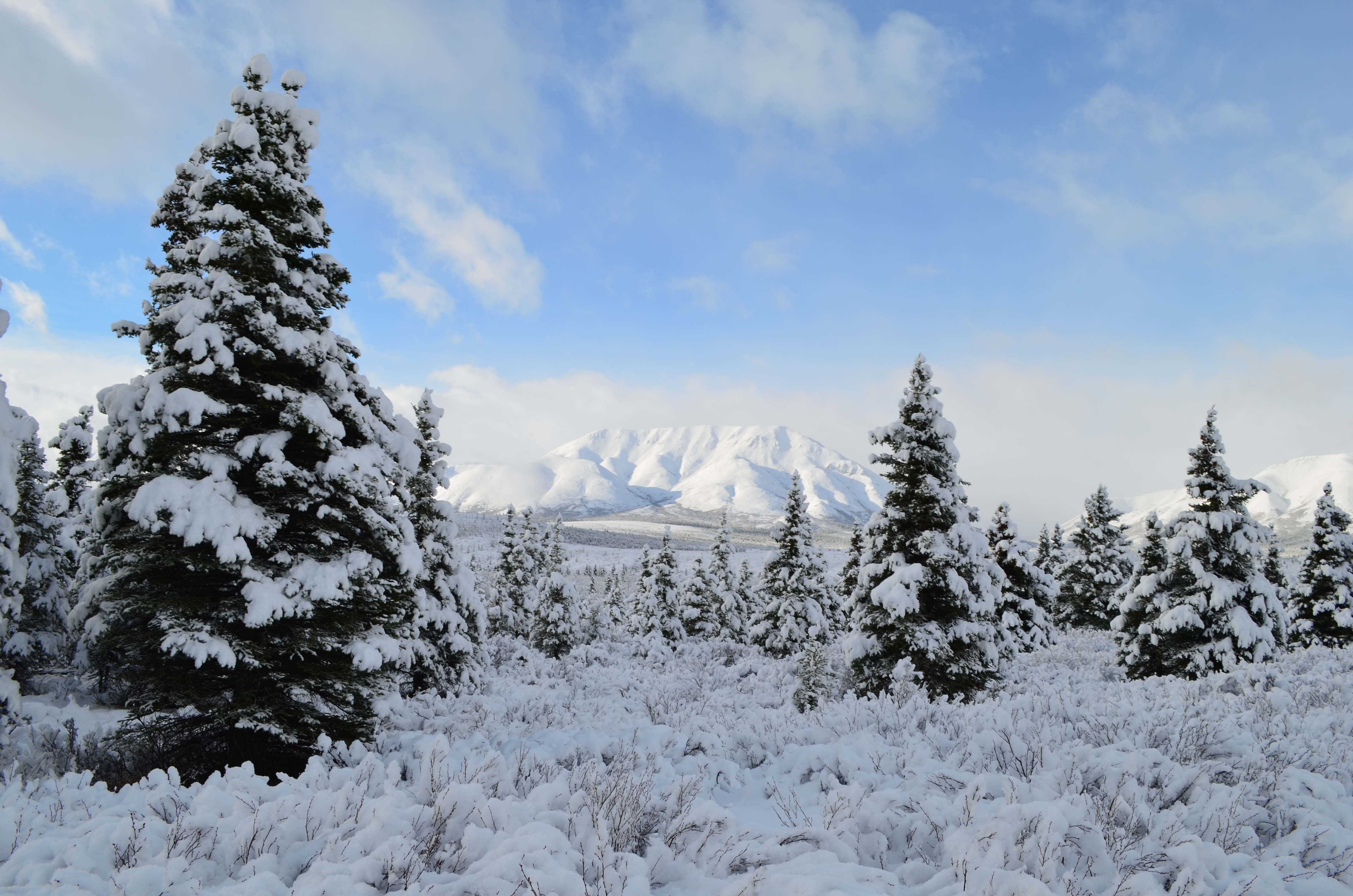 ./2017/08 - Alaska Cruise/03 - Denali/DSC_0242.JPG